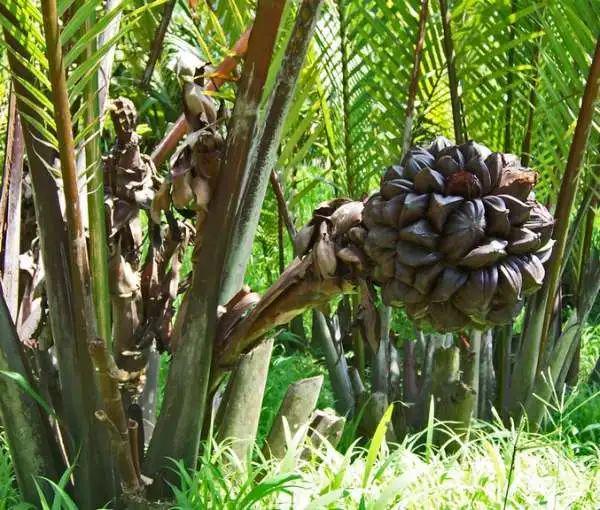 Ilustrasi pohon buah Ganggayong atau Nipah (oznativeplants.com)