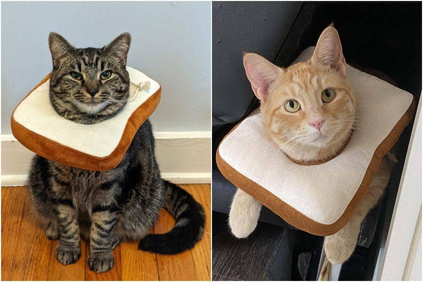 10 Foto Gemas Kucing Memakai Collar Bentuk Roti, Lucu Betul!