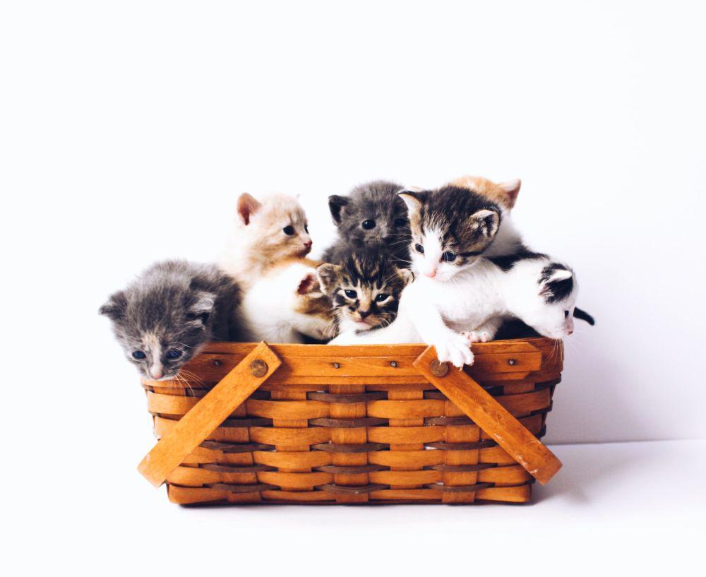15 Ras Kucing Paling Menggemaskan, Mau Pilih yang Mana?