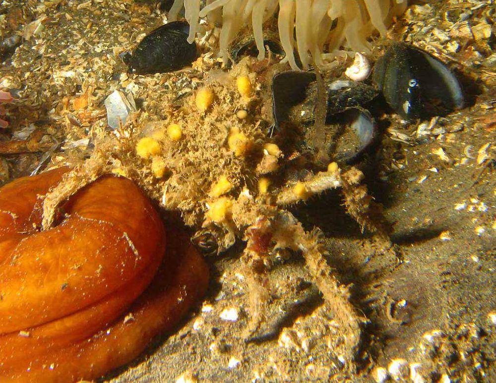 ilustrasi kepiting dekorator dengan spons kuning di punggungnya (commons.wikimedia.org/Dan Hershman)