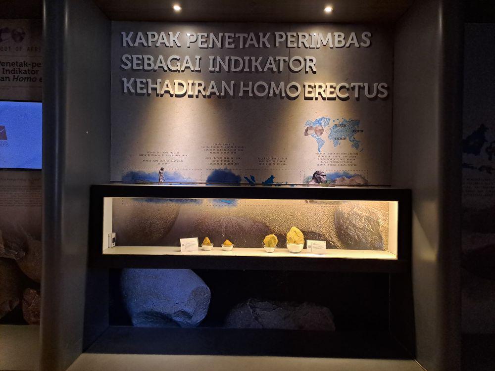 fosil penemuan kapak Homo erectus di Museum Situs Semedo Tegal (Dok. Pribadi/Tamara Febriyanti)