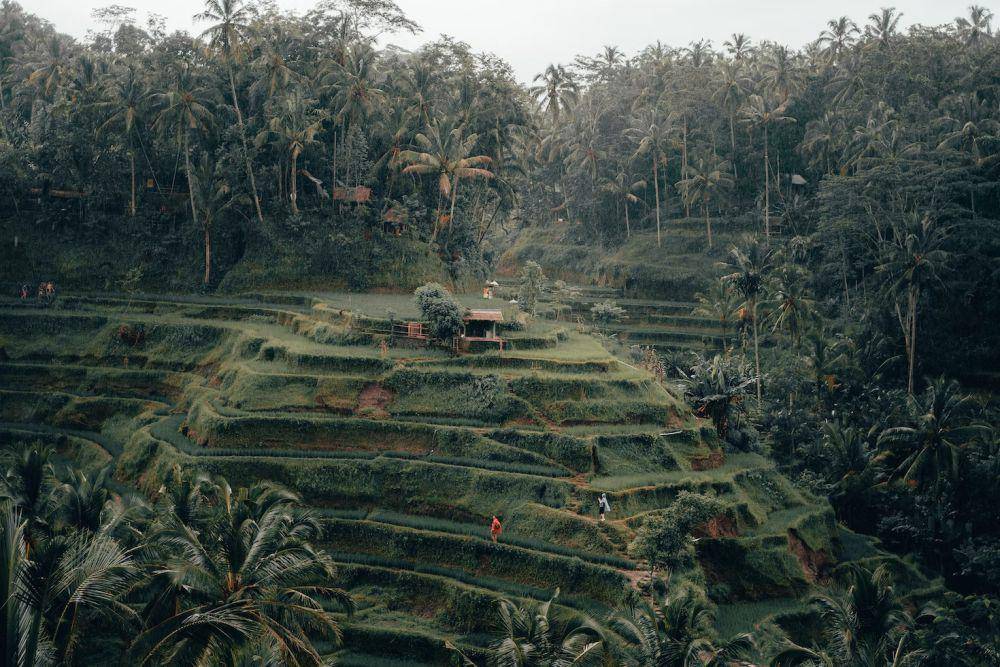 ilustrasi Ubud, Bali (unsplash.com/Radoslav Bali)