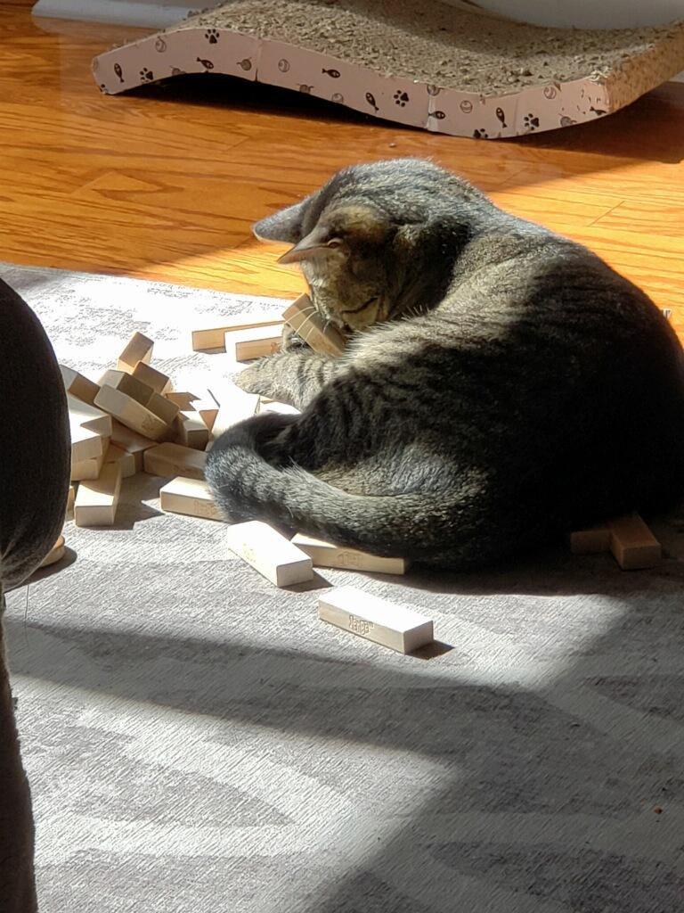 potret kucing bermain Jenga (reddit.com/user/Sabre_s12)