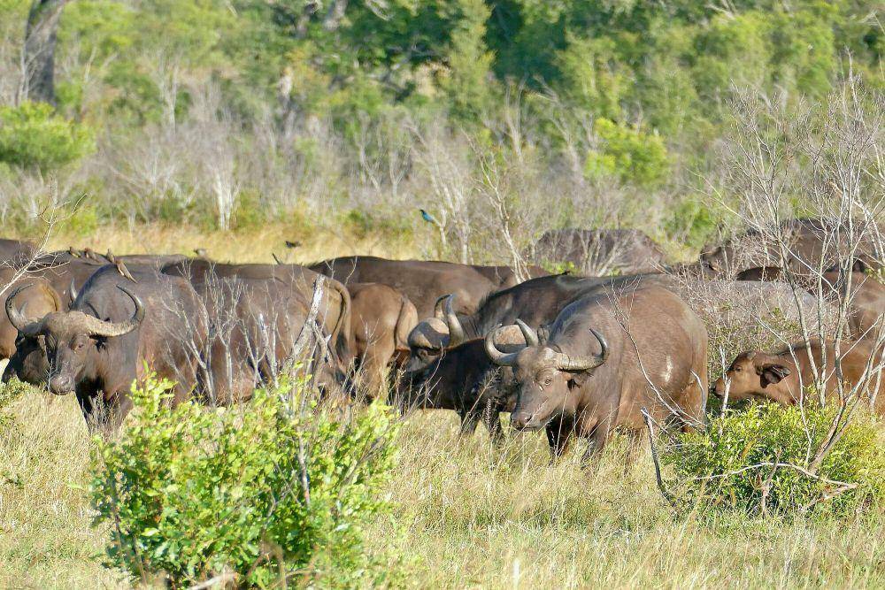 Kerbau afrika (commons.m.wikimedia.org/Bernard Dupont)