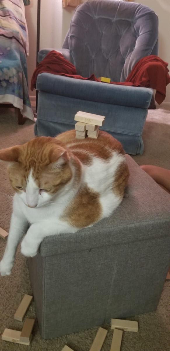potret kucing bermain Jenga (reddit.com/user/eepneedee)