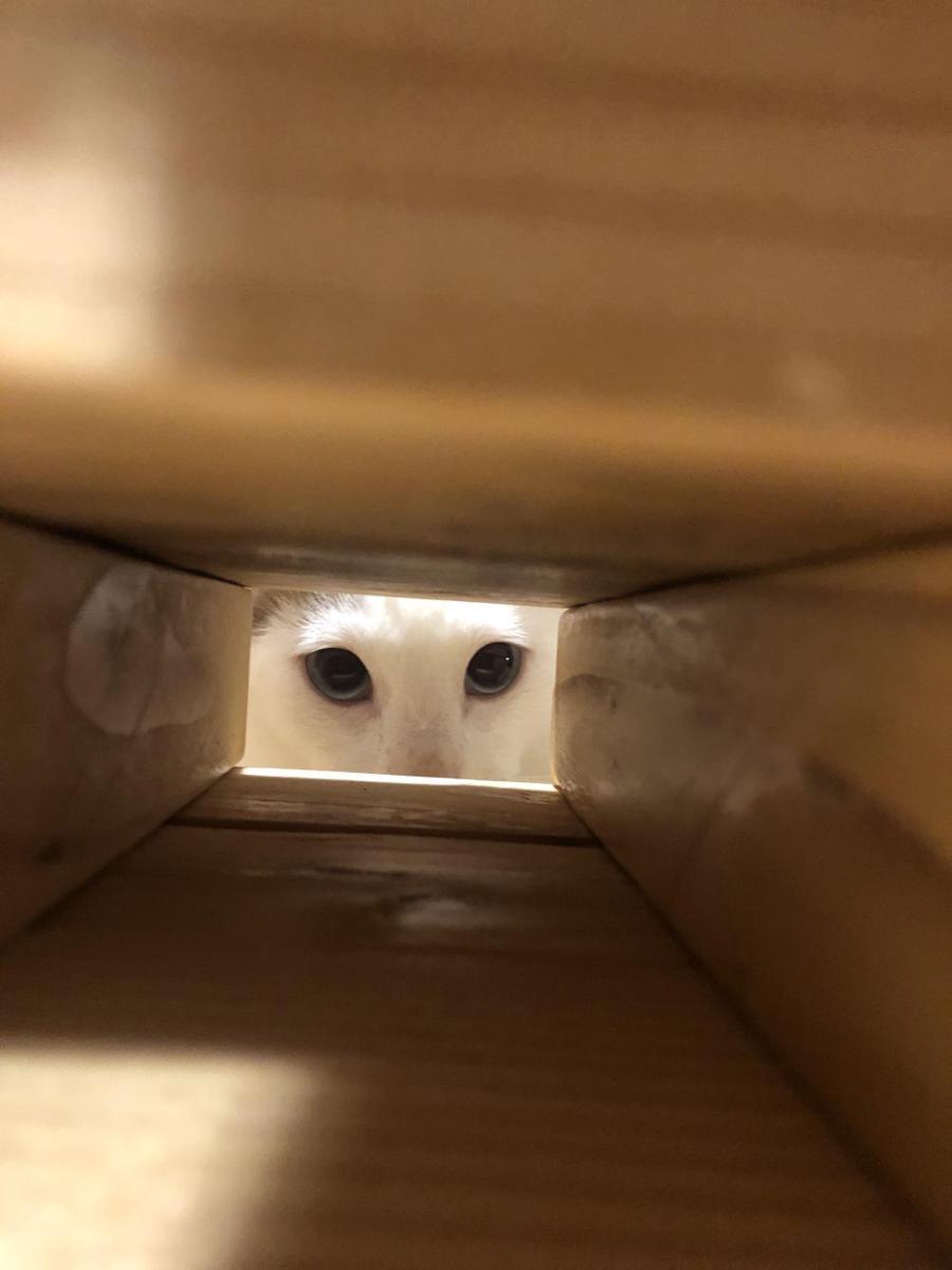 potret kucing bermain Jenga (reddit.com/user/na80206)