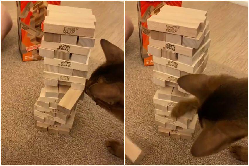 potret kucing bermain Jenga (reddit.com/user/danieljlee)