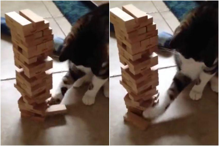 potret kucing bermain Jenga (reddit.com/user/Poohbizzle79)