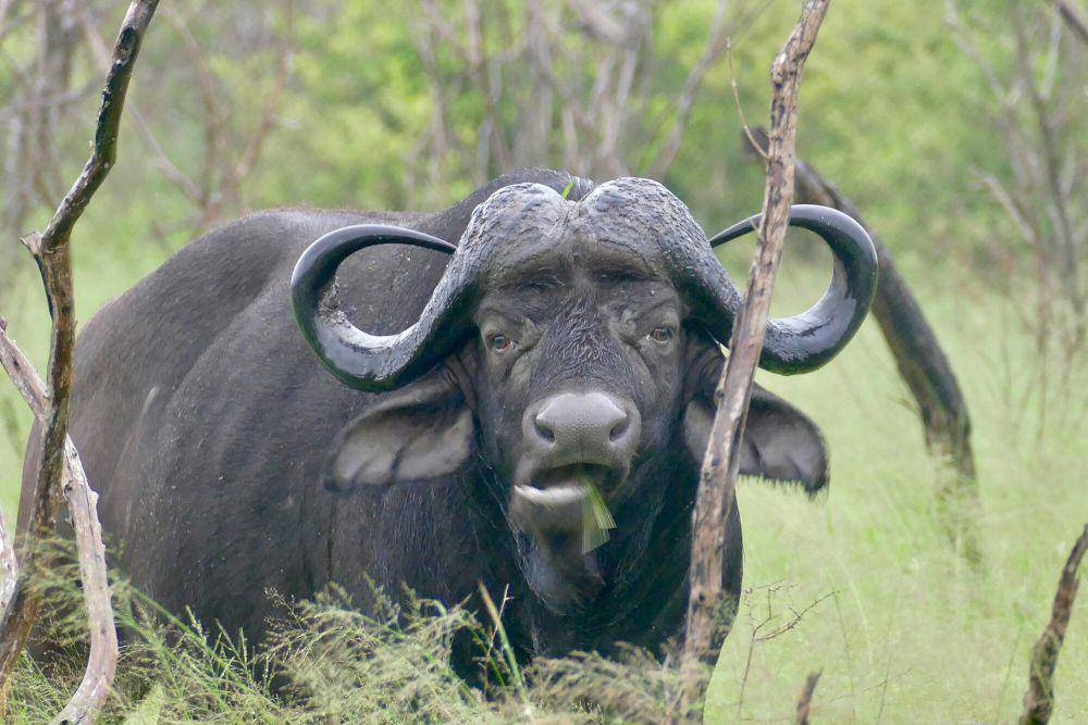 Kerbau afrika (commons.m.wikimedia.org/Bernard Dupont)