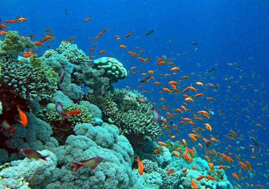 Pemandangan Laut Merah di Eritrea (face2faceafrica.com)