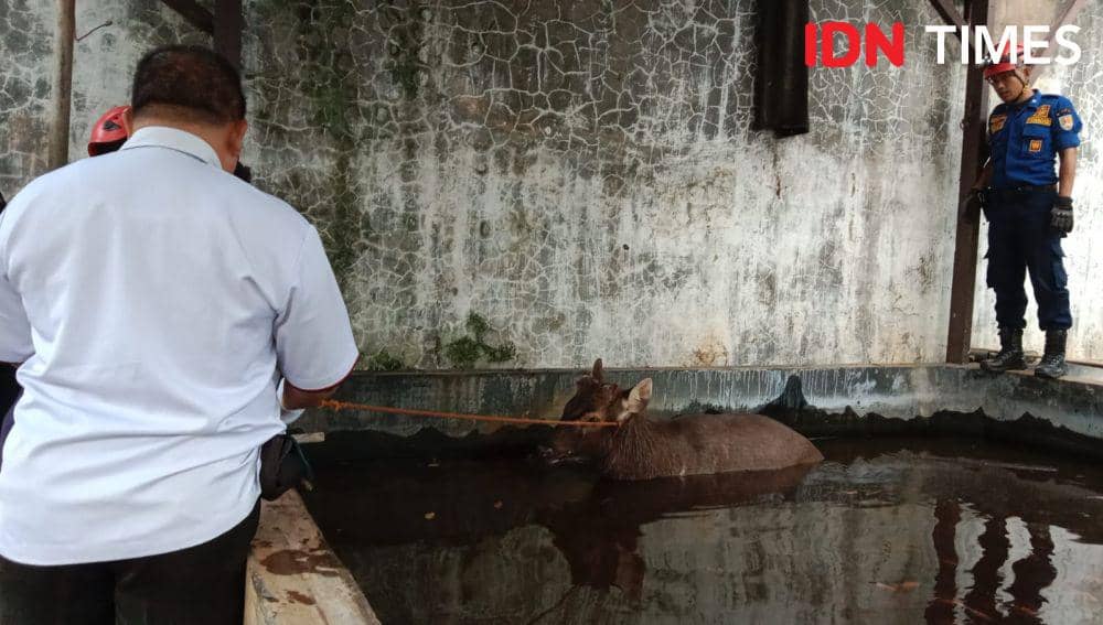 Kondisi rusa jantan yang terperosok ke kolam ikan saat sedang dalam proses evakuasi dari petugas gabungan Damkar dan BKSDA. (IDN Times/Fariz Fardianto)