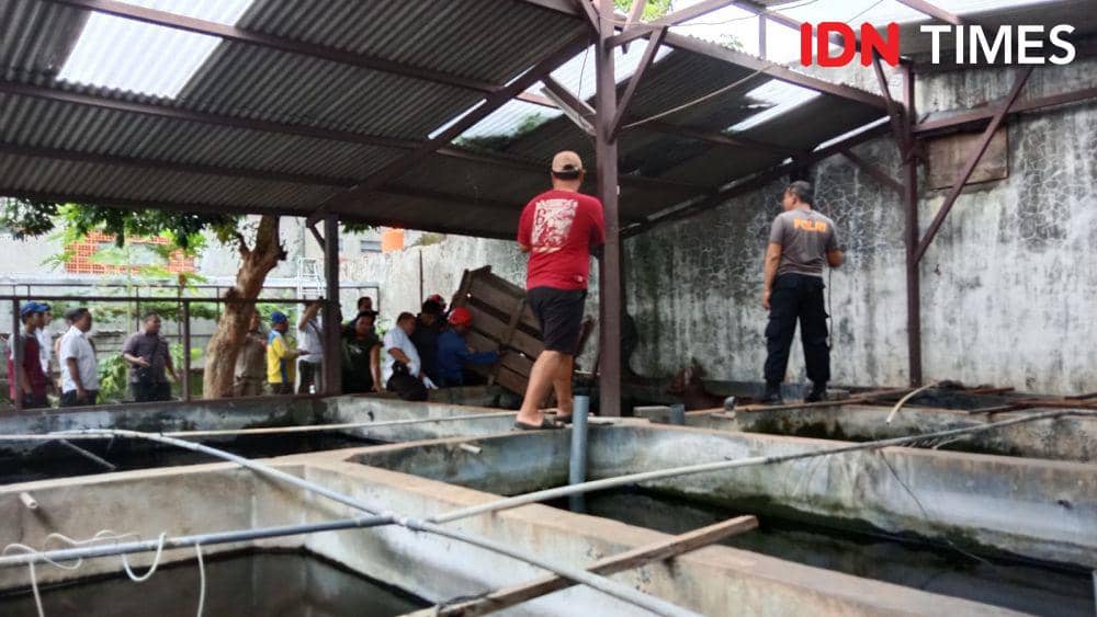 Petugas gabungan dari Damkar Semarang, BKSDA dan unsur masyarakat turut membantu evakuasi rusa jantan yang terperosok di kolam ikan Jalan Tengger Kecamatan Gajahmungkur. (IDN Times/Fariz Fardianto)