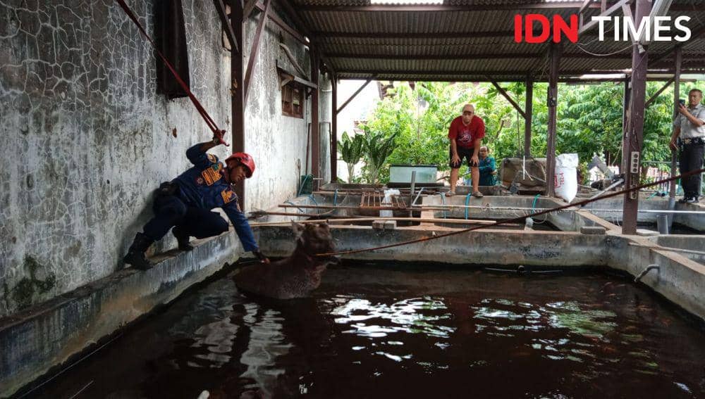 Rusa Jantan Terperosok Kolam Ikan Berjam-jam, Damkar Semarang Berjibaku Evakuasi