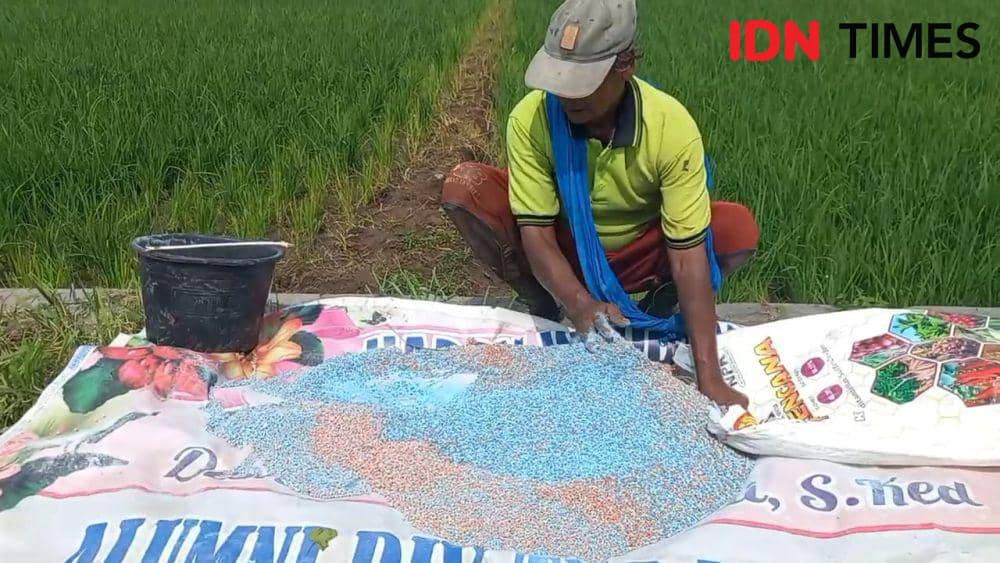 Pupuk bersubsidi langka, petani di Kabupaten Madiun terpaksa membeli pupuk non subsidi yang harganya mahal. IDN Times/ Riyanto