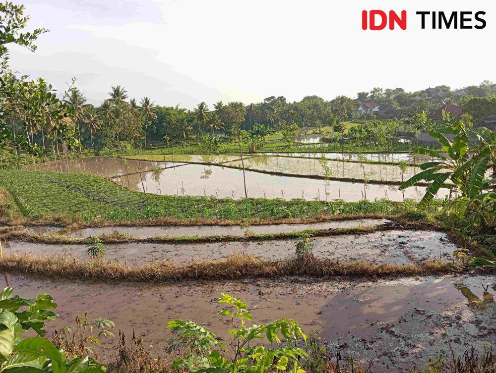 Ada Pergeseran Waktu Musim Tanam di Lotim untuk Hindari Gagal Panen