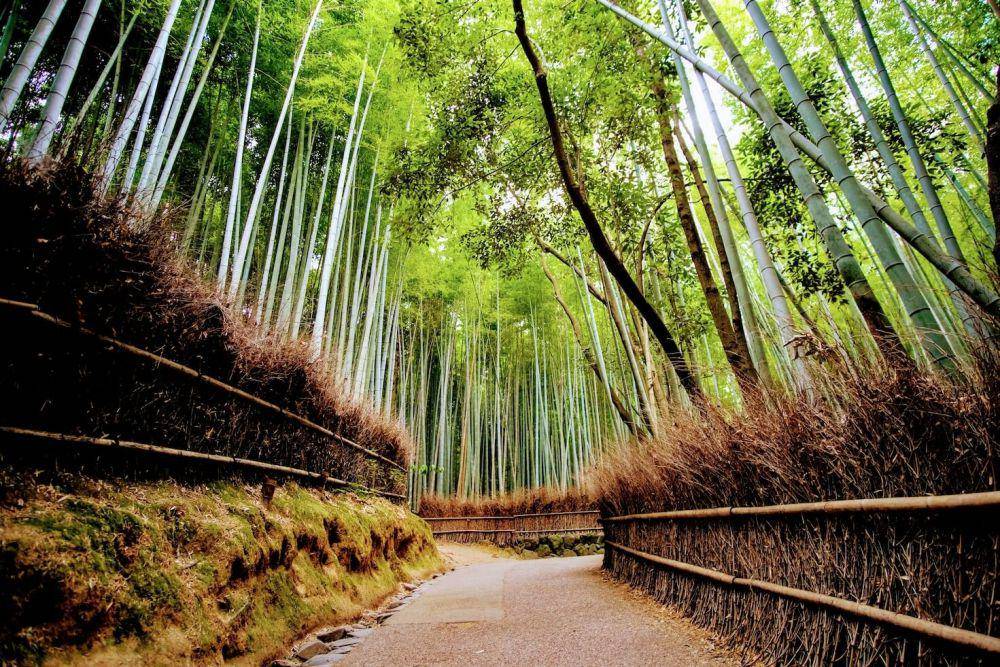 potret Arashiyama Bamboo Grove (unsplash.com/Eleonora Albasi)