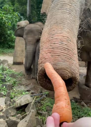 momen Donita dan keluarga liburan di Taman Safari (instagram.com/donitabhubiy)
