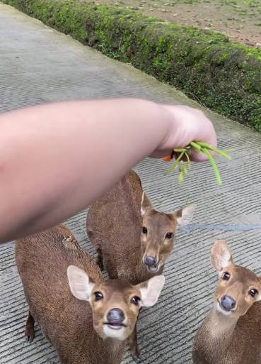momen Donita dan keluarga liburan di Taman Safari (instagram.com/donitabhubiy)