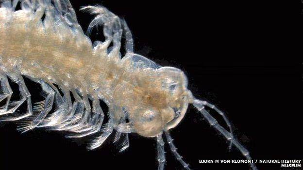 potret Speleonectes tulumensis (bbc.com/Bjorn Marcus Von Reumont)