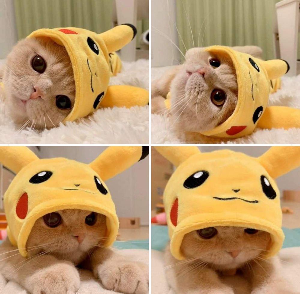 foto anabul dengan objek bertema Pikachu (reddit.com/user/mewco_)