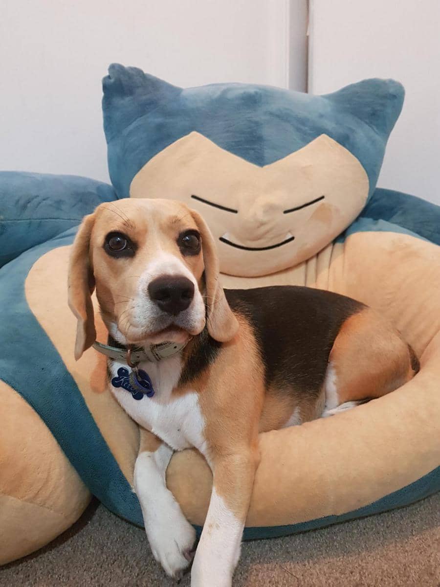 foto anabul tidur dengan boneka Snorlax (reddit.com/user/brendypls)