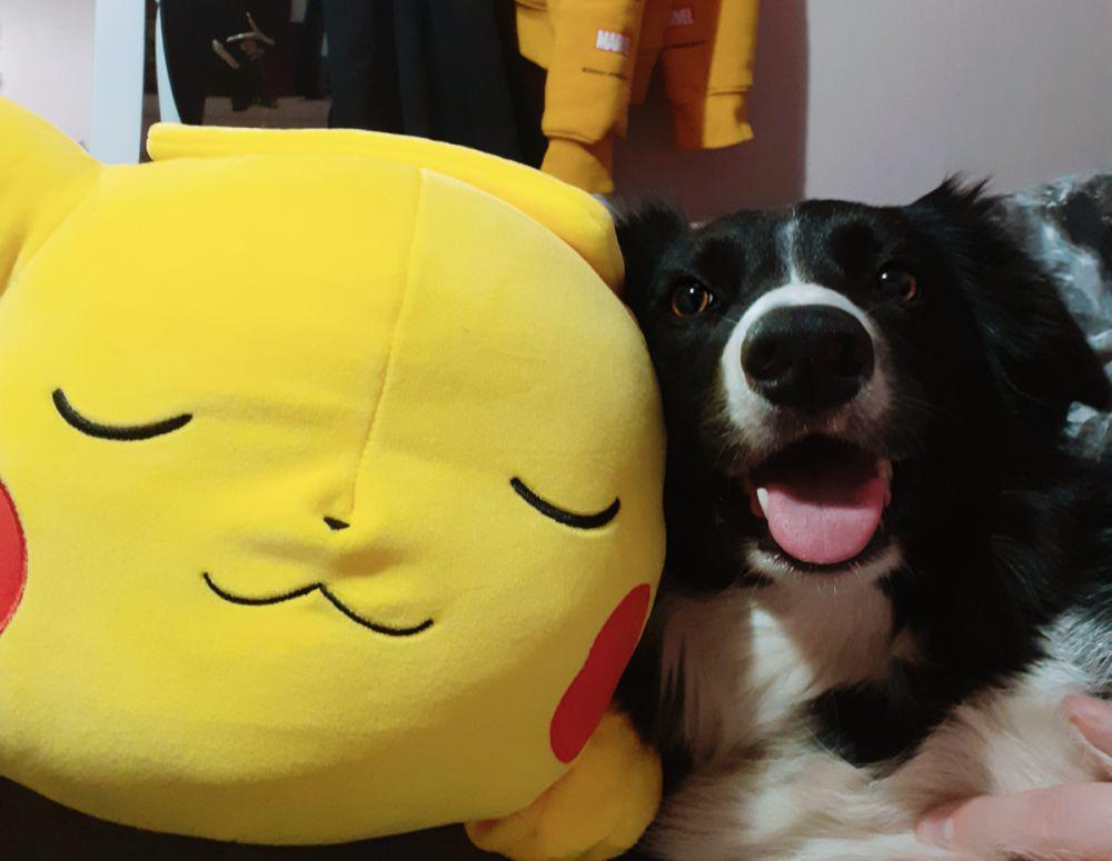foto anabul dengan objek bertema Pikachu (reddit.com/user/vastcrit)
