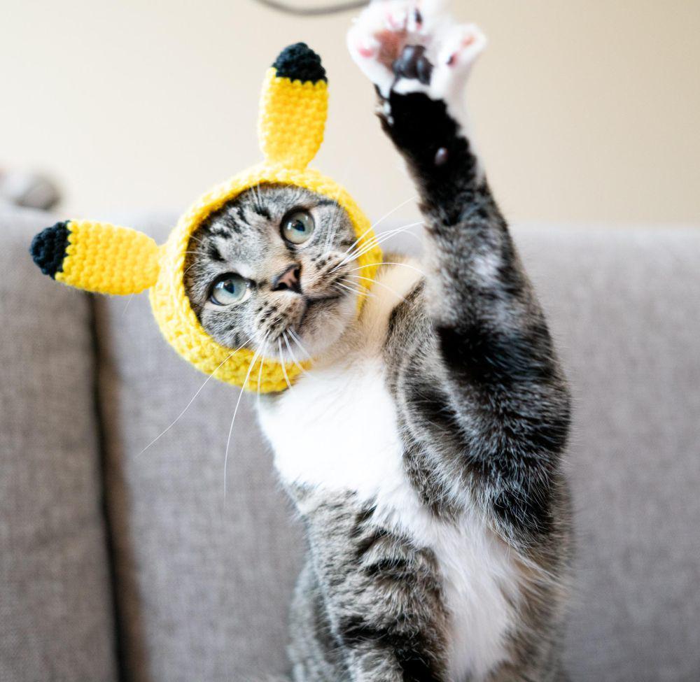foto anabul dengan objek bertema Pikachu (reddit.com/user/nekoamii)