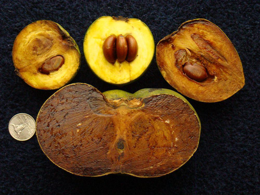 5 Buah-buahan Unik dari Berbagai Penjuru Dunia, Lezat dan Kaya Nutrisi