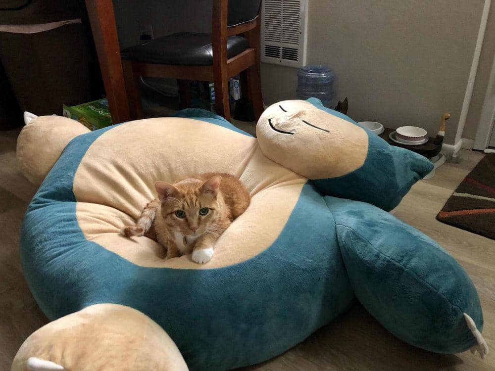 10 Foto Gemas Anabul Tidur dengan Boneka Snorlax, Dijadiin kasur, dong