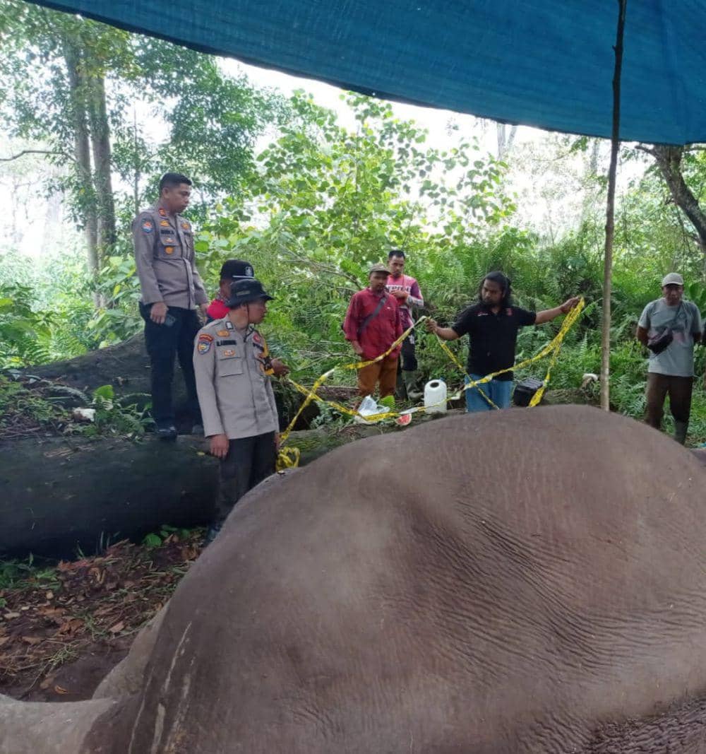 Diduga Diracun, Seekor Gajah Sumatra Mati di Kawasan TNTN Riau
