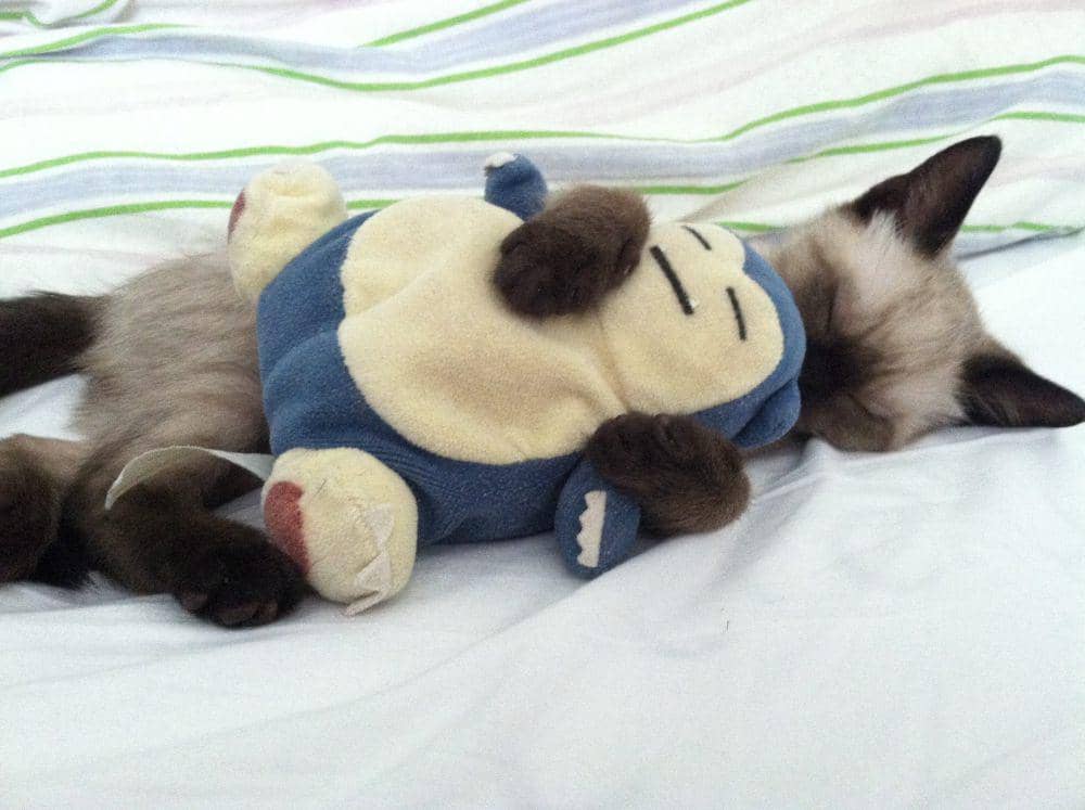 foto anabul tidur dengan boneka Snorlax (reddit.com/user/Arx0s)