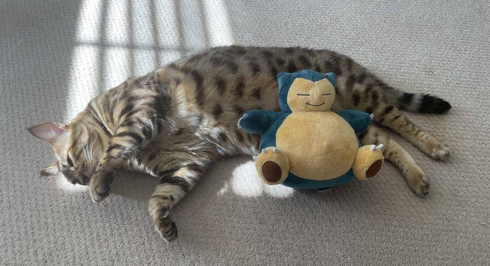 foto anabul tidur dengan boneka Snorlax (reddit.com/user/avatarr)