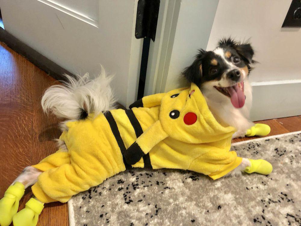 foto anabul dengan objek bertema Pikachu (reddit.com/user/iammaffyou)