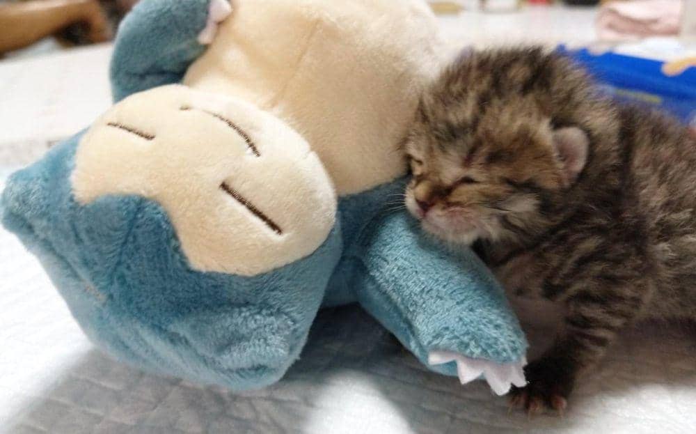foto anabul tidur dengan boneka Snorlax (reddit.com/user/jessieb19)