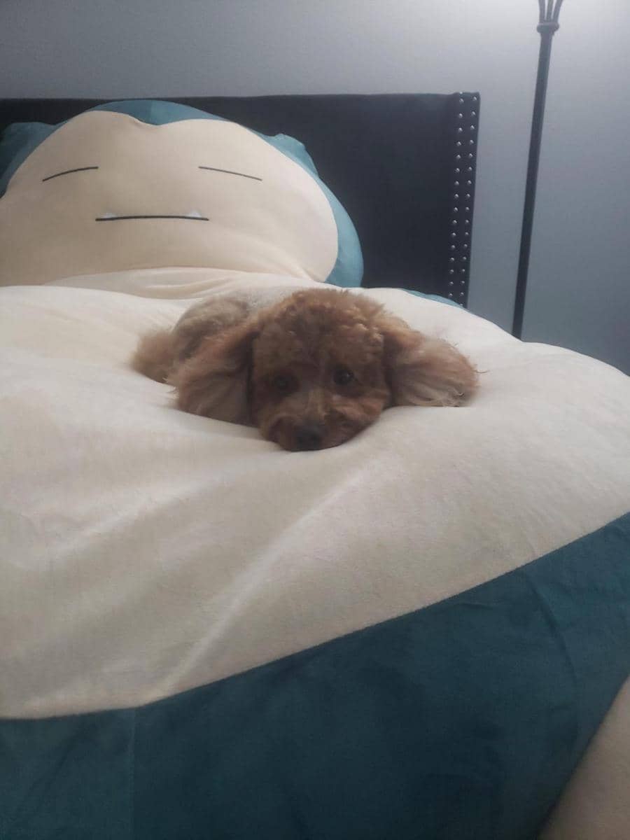 foto anabul tidur dengan boneka Snorlax (reddit.com/user/MasterDimentio90)