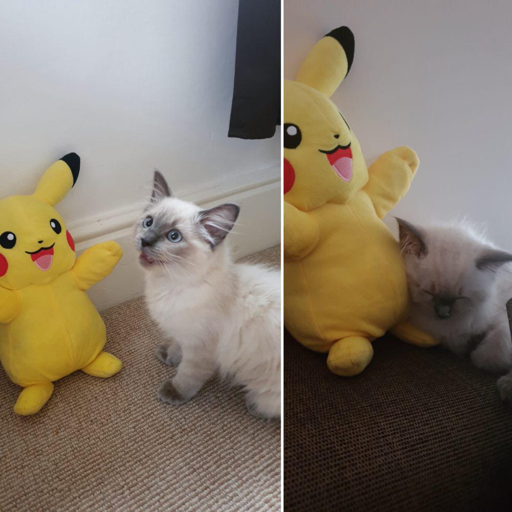 foto anabul dengan objek bertema Pikachu (reddit.com/user/Jasetb)