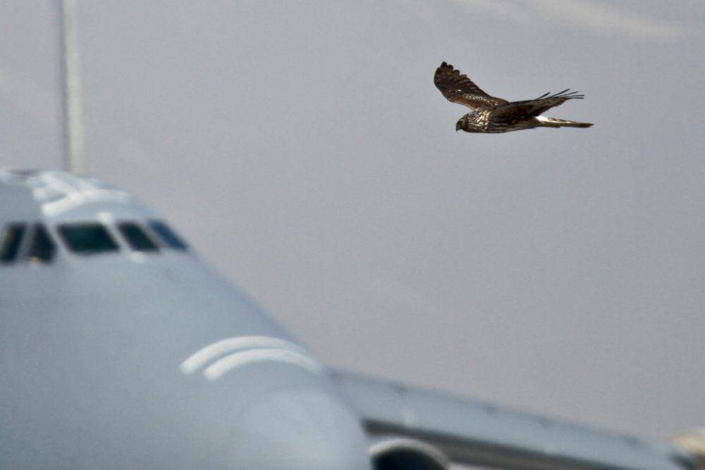 ilustrasi burung yang ditakuti pilot pesawat (flickr.com/Matt Hecht)