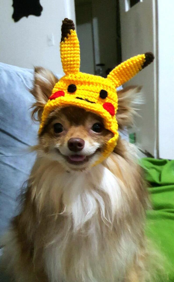 foto anabul dengan objek bertema Pikachu (reddit.com/user/Antiokloodun)