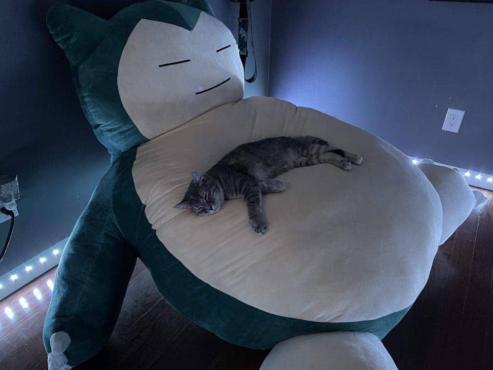 foto anabul tidur dengan boneka Snorlax (reddit.com/user/wotts918)