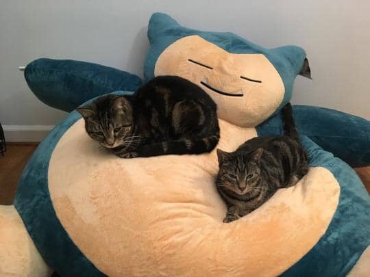 foto anabul tidur dengan boneka Snorlax (reddit.com/user/Jakobie97)