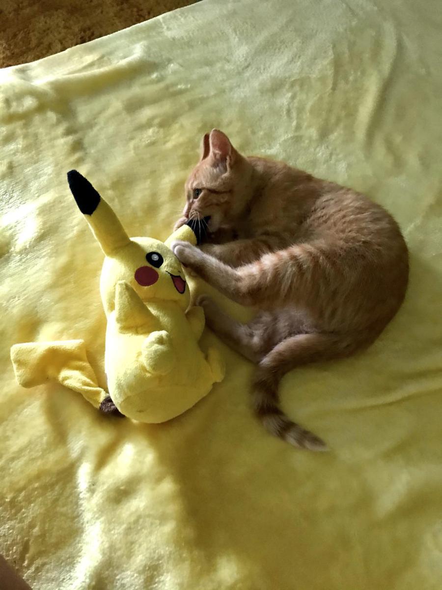 foto anabul dengan objek bertema Pikachu (reddit.com/user/Olya_roo)