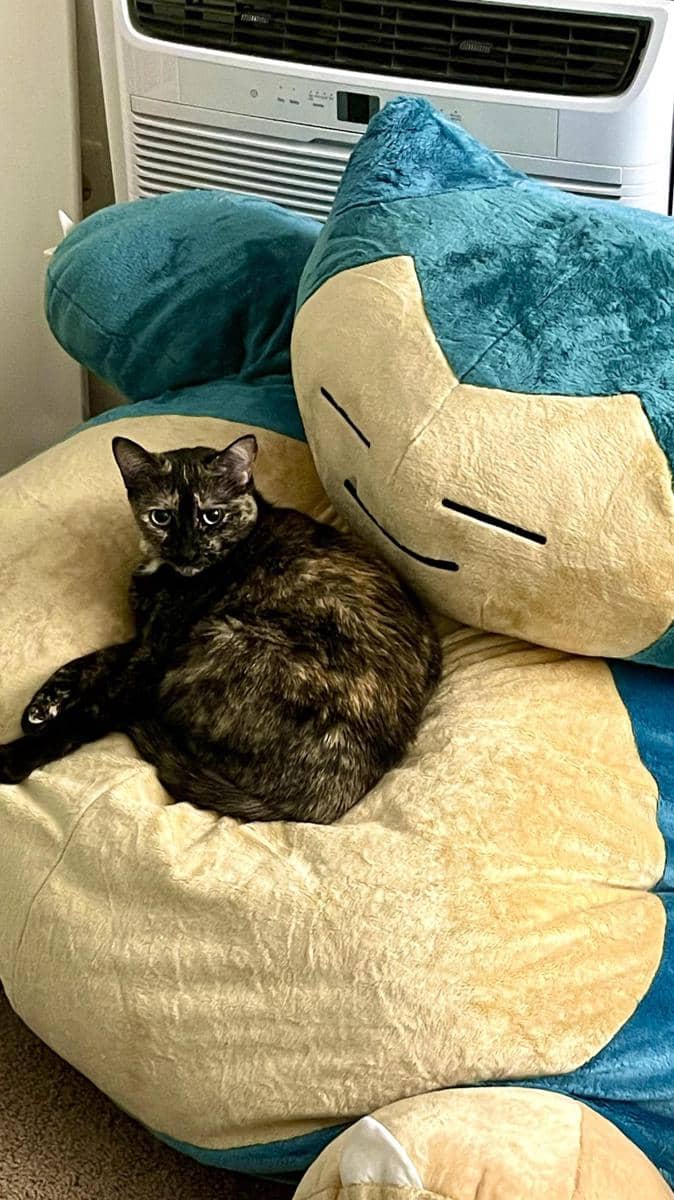 foto anabul tidur dengan boneka Snorlax (reddit.com/user/AyoAstronaut)