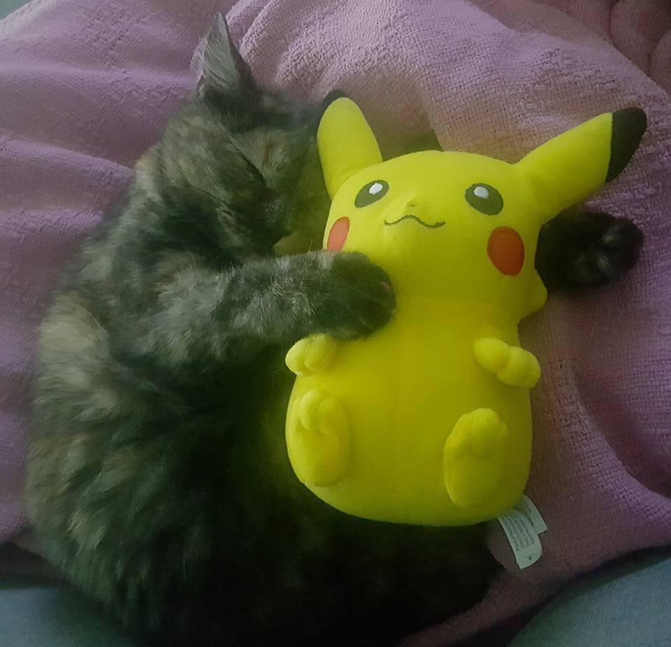 foto anabul dengan objek bertema Pikachu (reddit.com/user/Gobug2006)