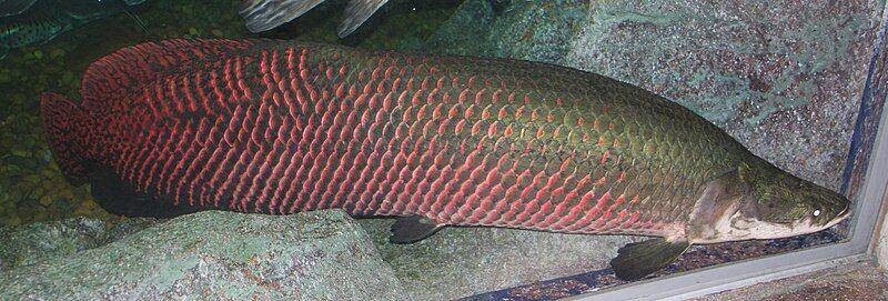Arapaima gigas (commons.wikimedia.org)