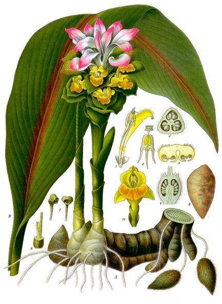 ilustrasi Curcuma zedoaria (commons.wikimedia.org/Franz Eugen Köhler, Köhler's Medizinal-Pflanzen)