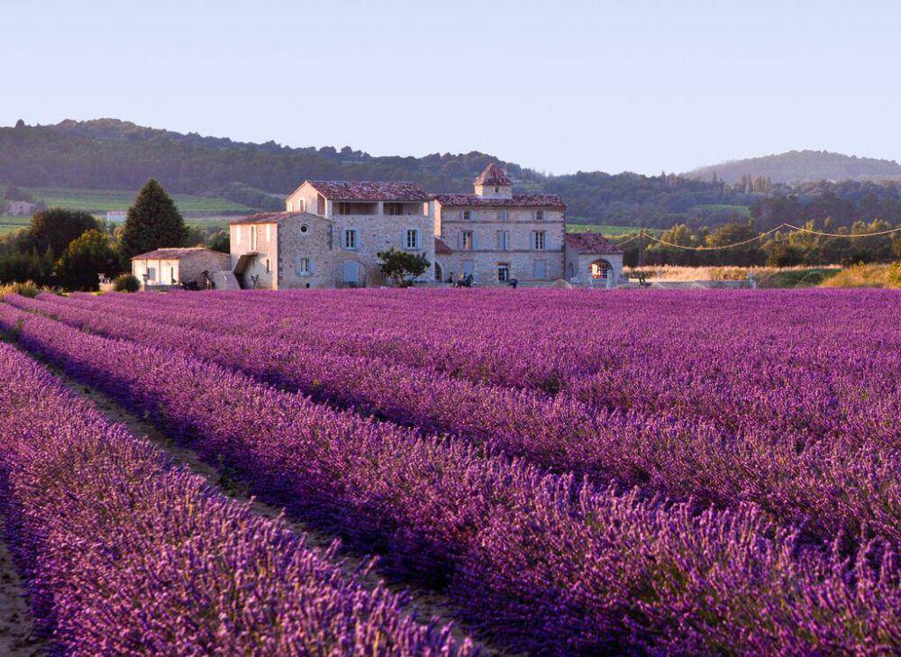 potret ladang lavender di Provence, Prancis (commons.wikimedia.org/Andyblind)
