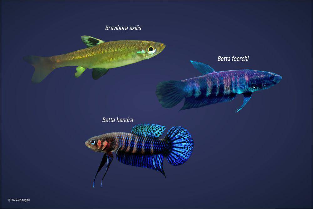 Tiga jenis ikan endemik rawa gambut di Taman Nasional Sebangau. (ksdae.menlhk.go.id/TN Sebangau)