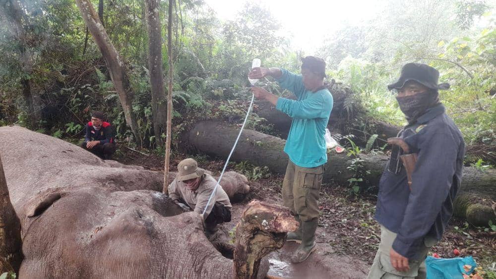 Gajah Rahman saat mendapat pertolongan medis (IDN Times/ dok BKSDA Riau)