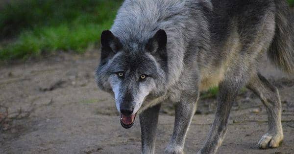 4 Hewan yang Perlu Diwaspadai di Minnesota, Menakutkan!
