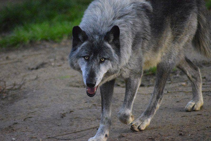 Grey wolf (commons.wikimedia.org/Animal Record)